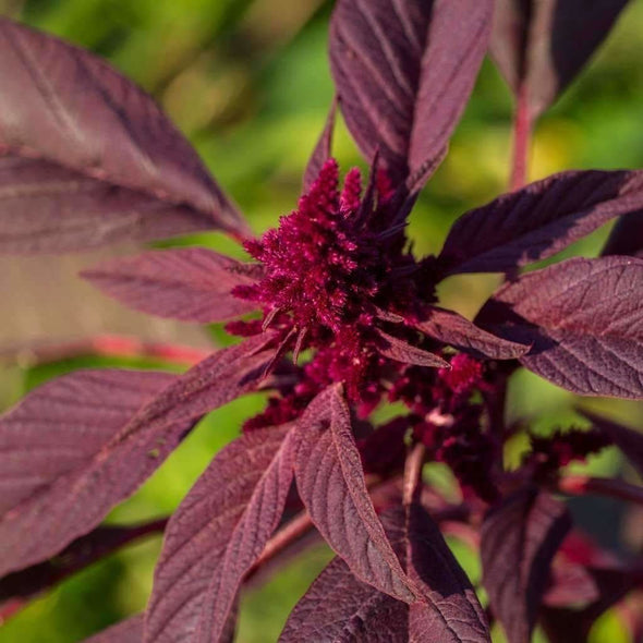 Amaranth Red Garnet - (Amaranthus Tricolor) Seeds