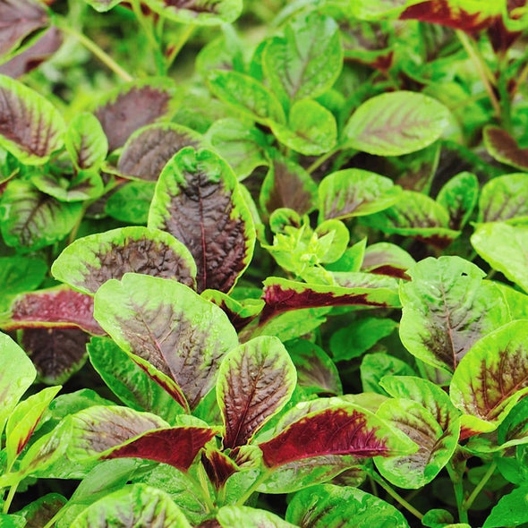 Amaranth Red Leaf - (Amaranthus Tricolor) Seeds