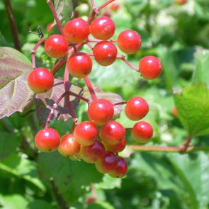 American Cranberrybush - (Viburnum Trilobum) Seeds