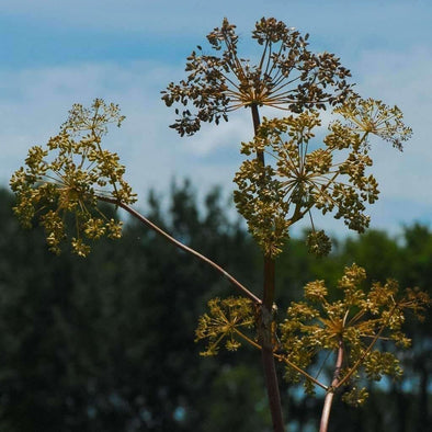 Angelica American - (Angelica Atropurpurea) Seeds