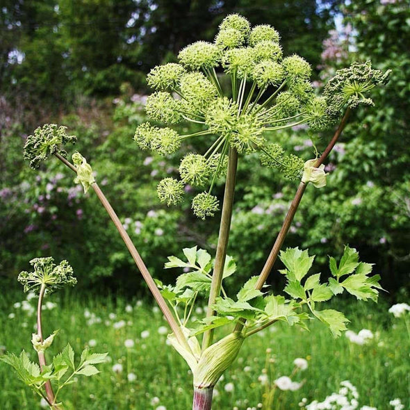 Angelica Norwegian - (Angelica Archangelica) Seeds