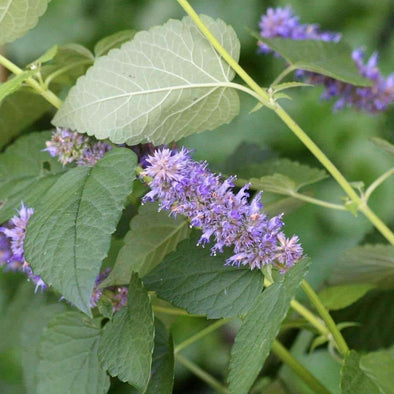 Anise Hyssop - (Agastache Foeniculum) Seeds