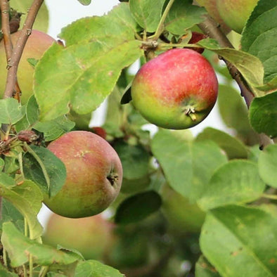 Apple Common - (Malus Pumila) Seeds