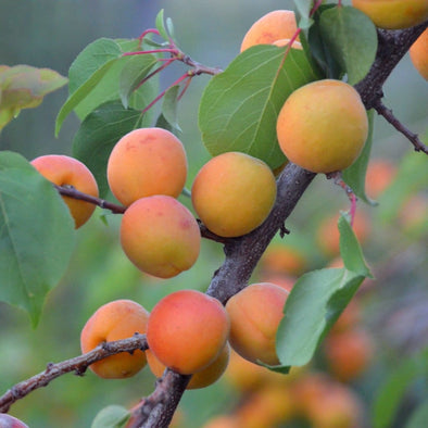 Apricot Manchurian - (Prunus Armeniaca Var. Mandshurica) Seeds