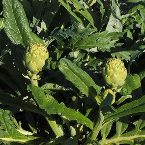 Artichoke Green Globe - (Cynara Scolymus) Seeds