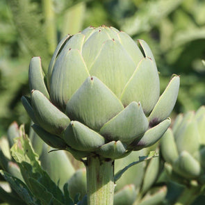 Artichoke 'Imperial Star' - (Cynara scolymus) seeds - amkha-seed.myshopify.com