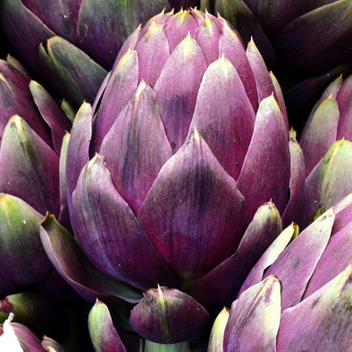 Artichoke 'Purple Romagna' - (Cynara scolymus) seeds - amkha-seed.myshopify.com