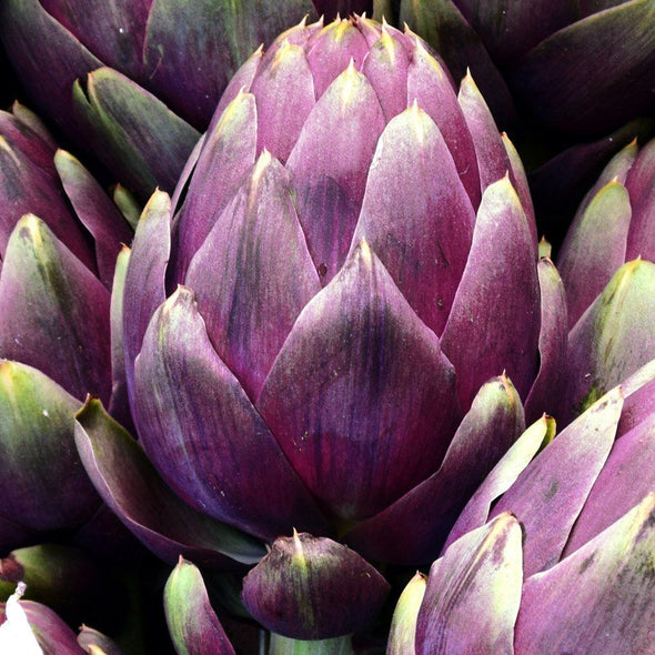 Artichoke 'Purple Romagna' - (Cynara scolymus) seeds - amkha-seed.myshopify.com