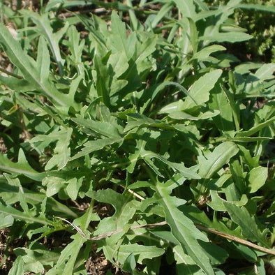 Arugula (Perennial Rocket) Wild - (Diplotaxis Tenuifolia) Seeds