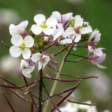 Arugula Wasabi - (Diplotaxis Erucoides) Seeds