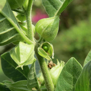 Ashwagandha Indian Ginseng - (Withania Somnifera) Seeds