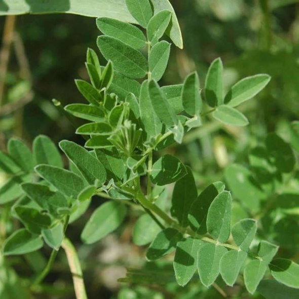 Astragalus (Mongolian Milkvetch) - (Astragalus Propinquus) Seeds