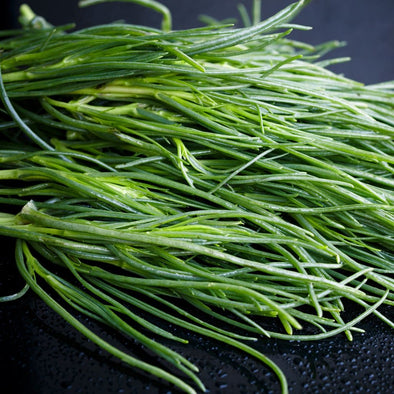 Barilla Plant Agretti - (Salsola Soda) Seeds