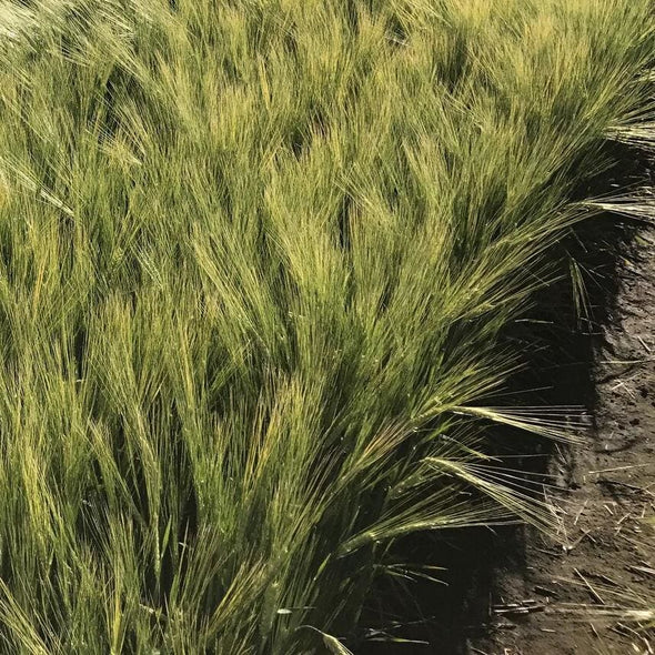 Barley Full Pint - (Hordeum Vulgare) Seeds