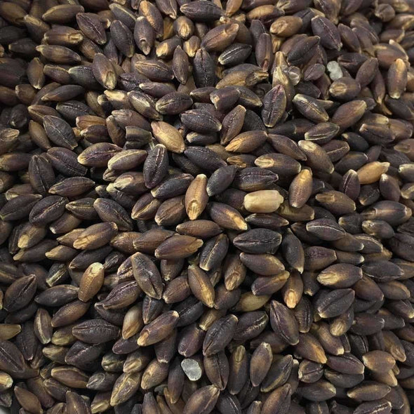 Barley Purple Hulless - (Hordeum Vulgare Nudum) Seeds