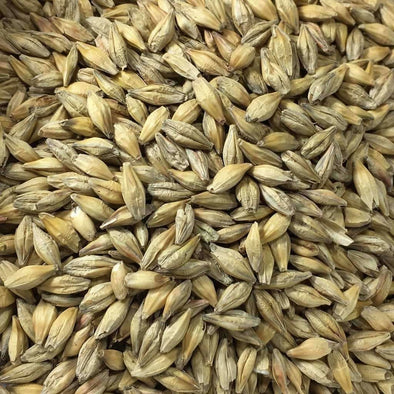Barley Thouroughbred - (Hordeum Vulgare) Seeds