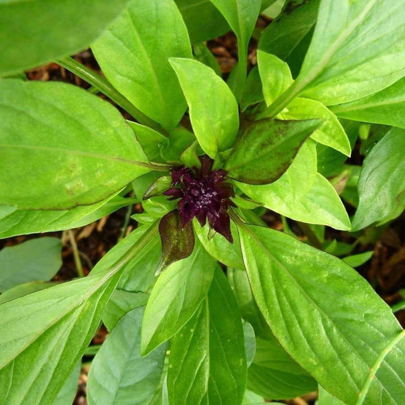 Basil Anise - (Ocimum Basilicum Anise) Seeds