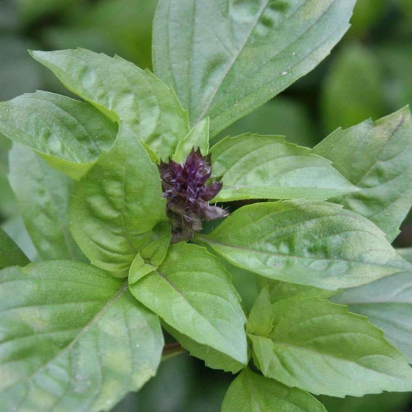 Basil Cinnamon - (Ocimum Basilicum Cinnamon) Seeds