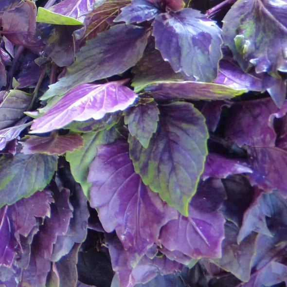 Basil Dark Opal - (Ocimum Basilicum Purpurascens) Seeds
