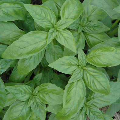 Basil Genovese - (Ocimum Basilicum Genovese Gigante) Seeds