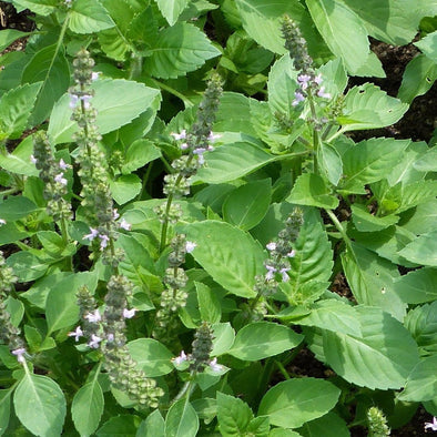 Basil Holy - (Ocimum Tenuiflorum) Seeds