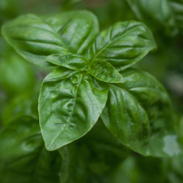 Basil Italian Large Leaf - (Ocimum Basilicum) Seeds