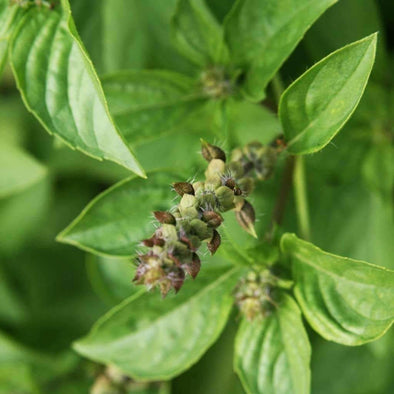 Basil Lemon - (Ocimum Americanum) Seeds