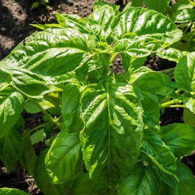 Basil Lettuce Leaf - (Ocimum Basilicum) Seeds