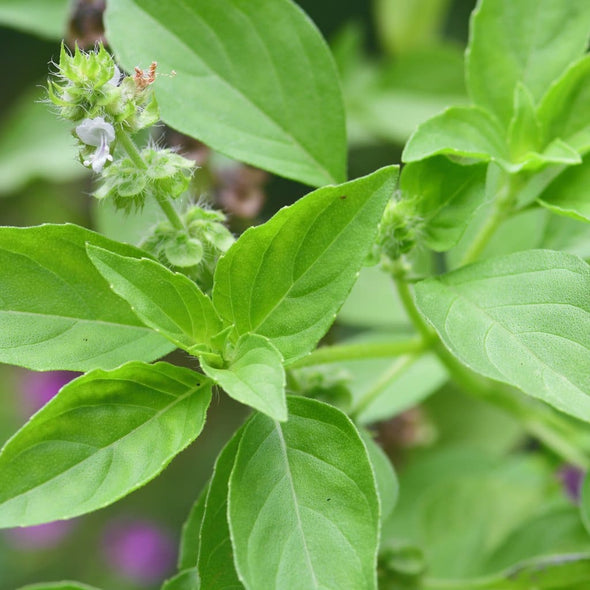 Basil Mrs. Burns - (Ocimum Basilicum Var. Citriodora) Seeds