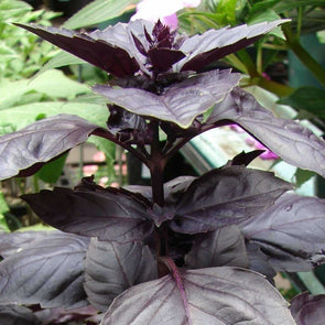 Basil Red Rubin - (Ocimum Basilicum) Seeds