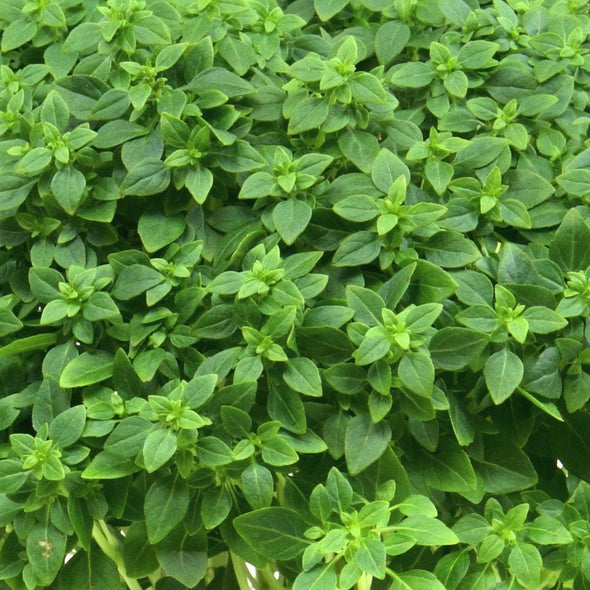 Basil Spicy Globe - (Ocimum Basilicum) Seeds