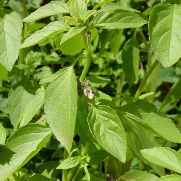 Basil Sweet Basil - (Ocimum Basilicum) Seeds