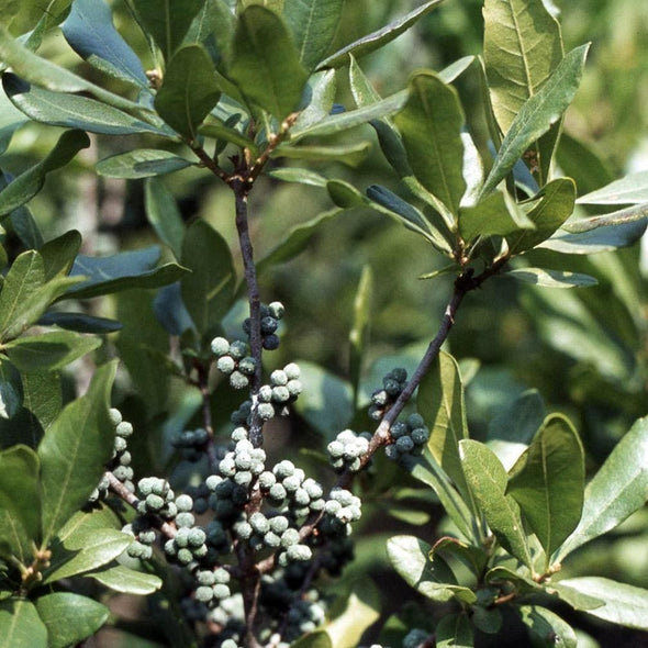 Bayberry Northern - (Myrica Pensylvanica) Seeds