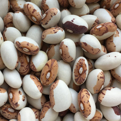 Bean (Bush/dry) Hidatsa Shield - (Phaseolus Vulgaris) Seeds
