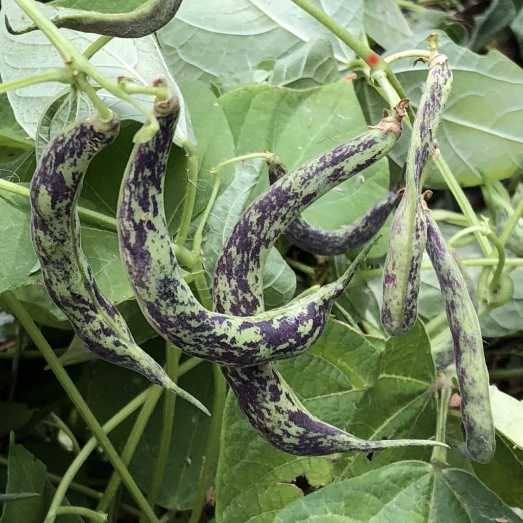 Seeds for Bean (bush/snap) &lsquo;Anellino di Trento&rsquo; | Phaseolus 