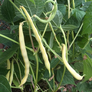 Bean (Bush/snap) Cherokee Wax - (Phaseolus Vulgaris) Seeds