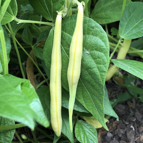 Bean (Bush/snap) Gold Rush Yellow - (Phaseolus Vulgaris) Seeds