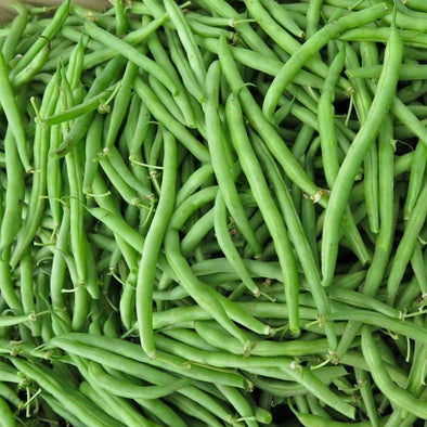 Bean (Bush/snap) Harvester - (Phaseolus Vulgaris) Seeds
