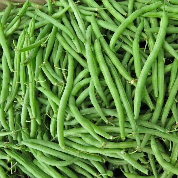 Bean (Bush/snap) Harvester - (Phaseolus Vulgaris) Seeds
