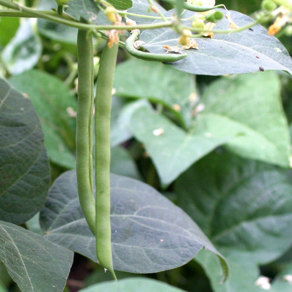 Bean (Bush/snap) Kentucky Wonder - (Phaseolus Vulgaris) Seeds