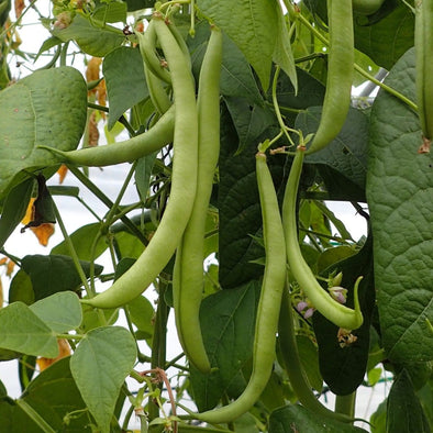 Bean (Bush/snap) Langstrath Stringless - (Phaseolus Vulgaris) Seeds
