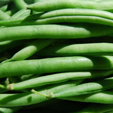 Bean (Bush/snap) Provider - (Phaseolus Vulgaris) Seeds