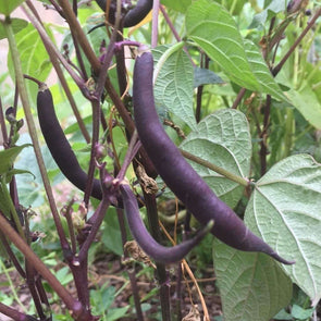 Bean (Bush/snap) Royal Burgundy - (Phaseolus Vulgaris) Seeds