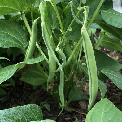 Bean (Bush/snap) Tenderette - (Phaseolus Vulgaris) Seeds