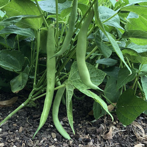 Bean (Bush/snap) Tendergreen Improved - (Phaseolus Vulgaris) Seeds