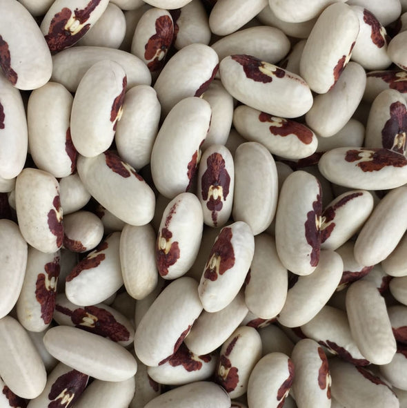 Bean (Dry/bush) Soldier - (Phaseolus Vulgaris) Seeds