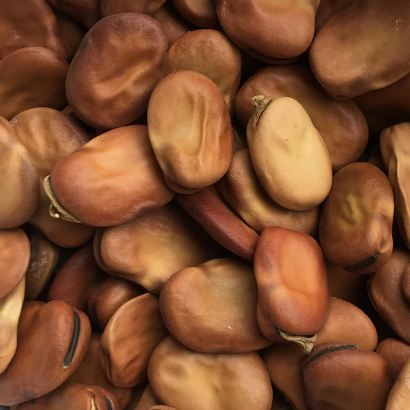 Bean (Fava) Broad Windsor Fava - (Vicia Faba) Seeds