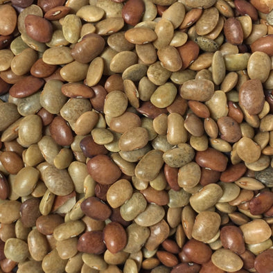 Bean (Kulthi) - (Macrotyloma Uniflorum) Seeds