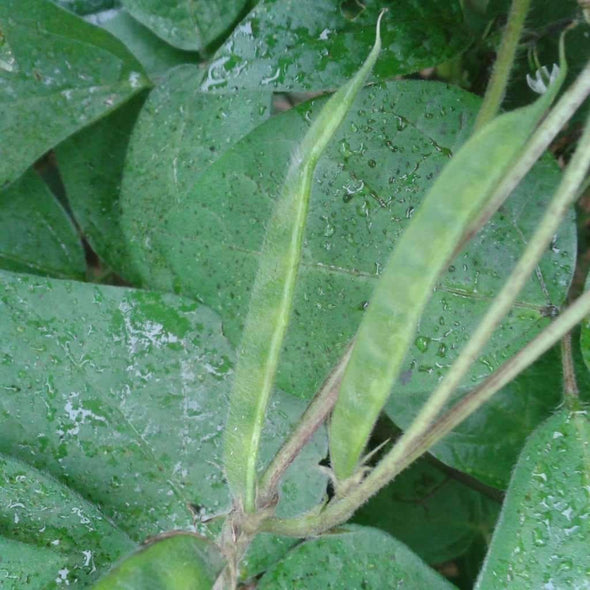 Bean (Kulthi) - (Macrotyloma Uniflorum) Seeds