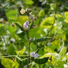 Bean (Lablab/hyacinth) Rongai - (Lablab Purpureus Rongai) Seeds